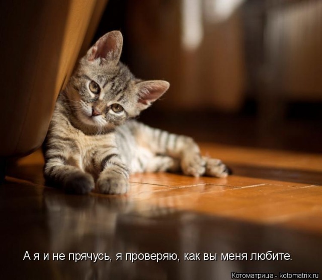 Лучшие котоматрицы недели
