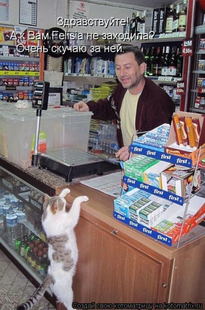 Лучшие котоматрицы недели