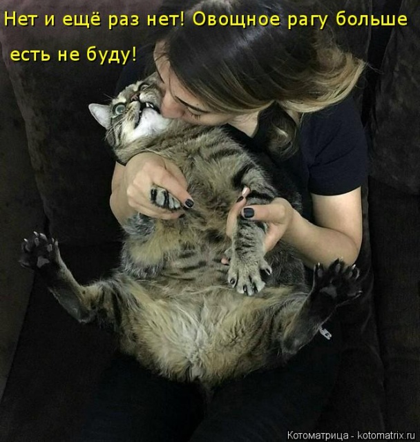 Лучшие котоматрицы недели