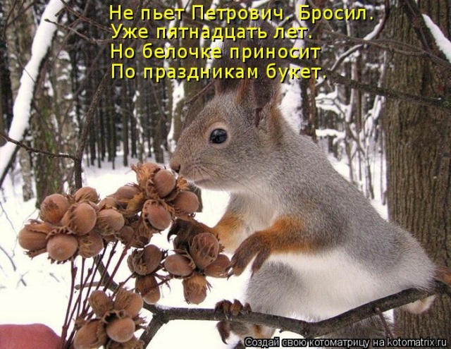 Лучшие котоматрицы недели
