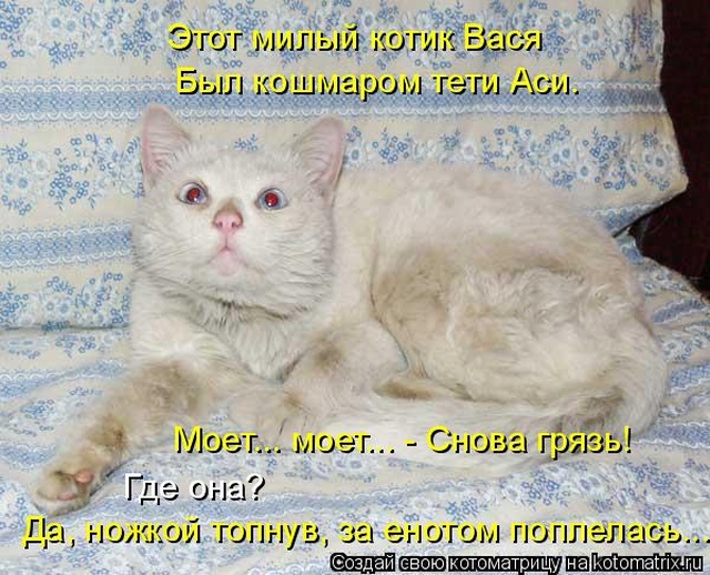 Лучшие котоматрицы недели