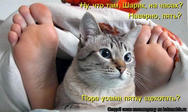 Лучшие котоматрицы недели