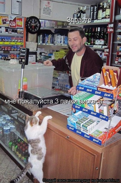 Лучшие котоматрицы недели