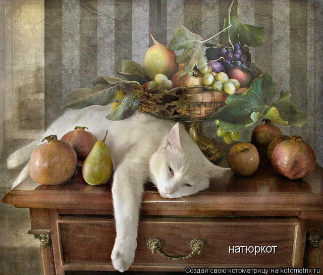 Лучшие котоматрицы недели