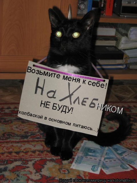 Лучшие котоматрицы недели