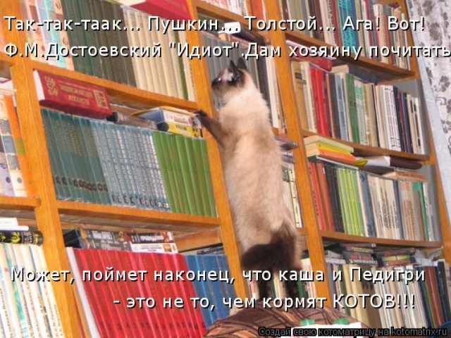 Лучшие котоматрицы недели