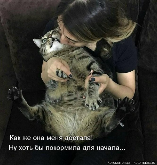 Лучшие котоматрицы недели