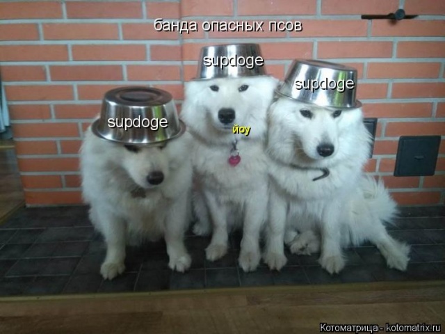 Лучшие котоматрицы недели
