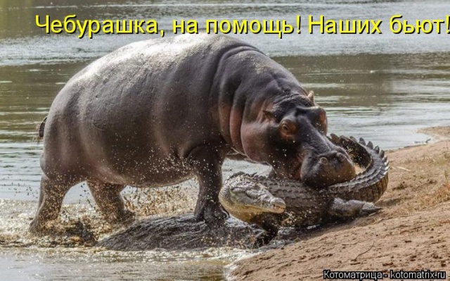 Лучшие котоматрицы недели