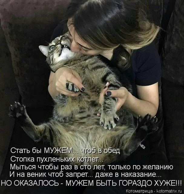 Лучшие котоматрицы недели