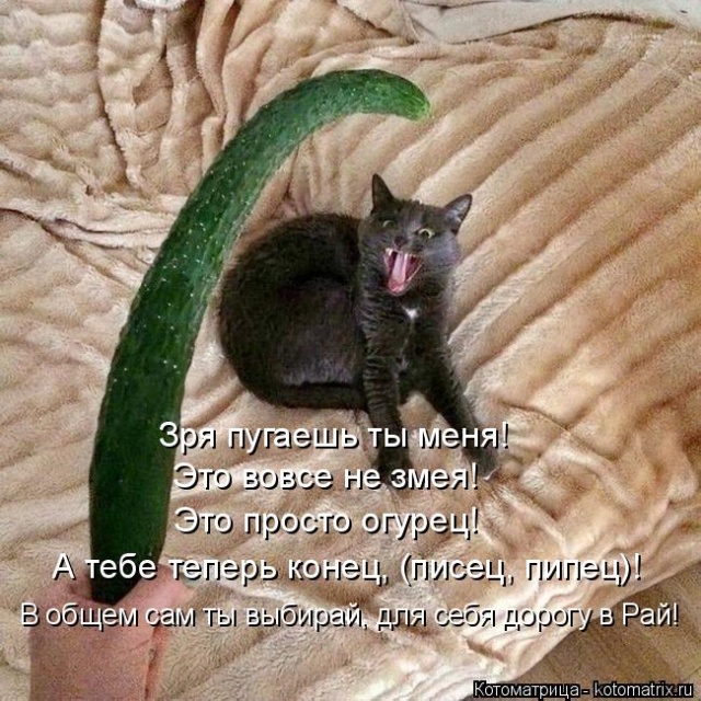 Лучшие котоматрицы недели
