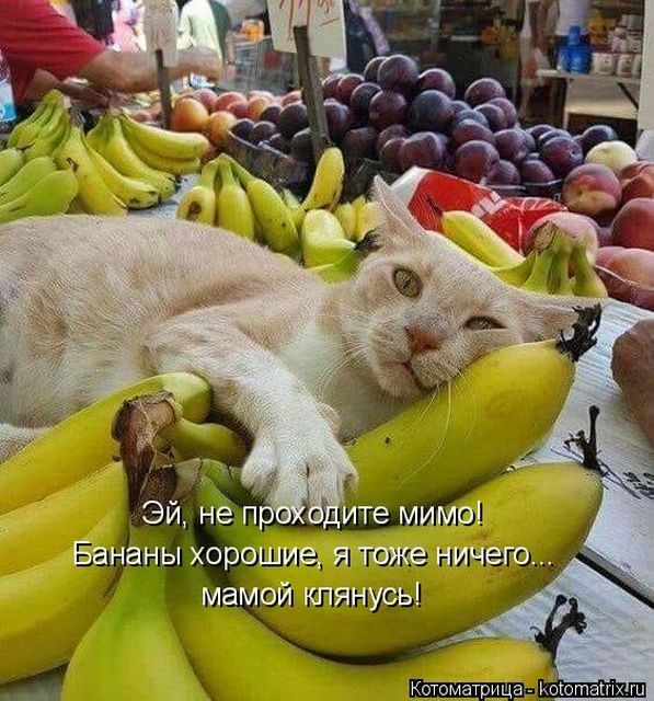 Лучшие котоматрицы недели