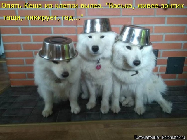 Лучшие котоматрицы недели