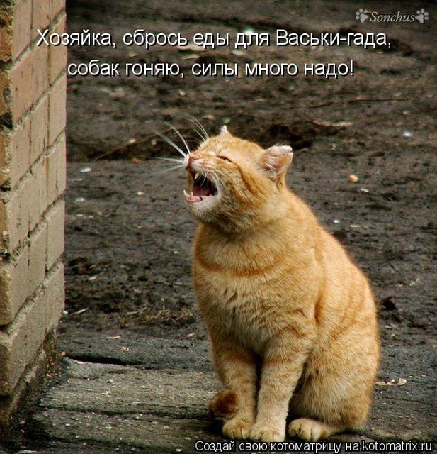 Лучшие котоматрицы недели
