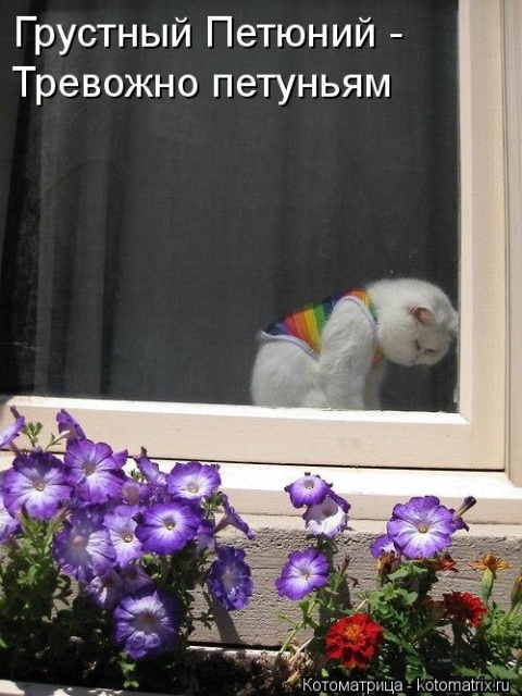Лучшие котоматрицы недели