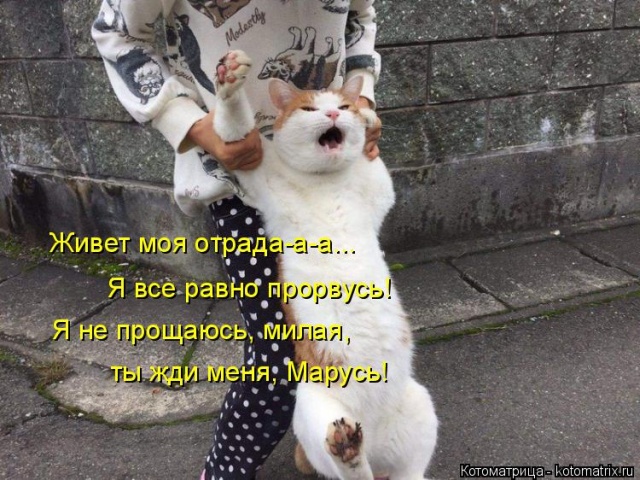 Лучшие котоматрицы недели