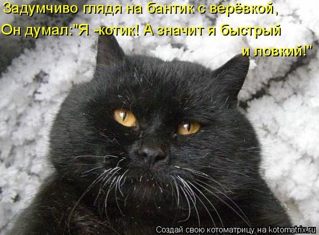 Лучшие котоматрицы недели