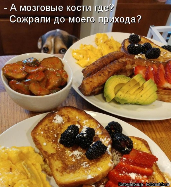 Лучшие котоматрицы недели