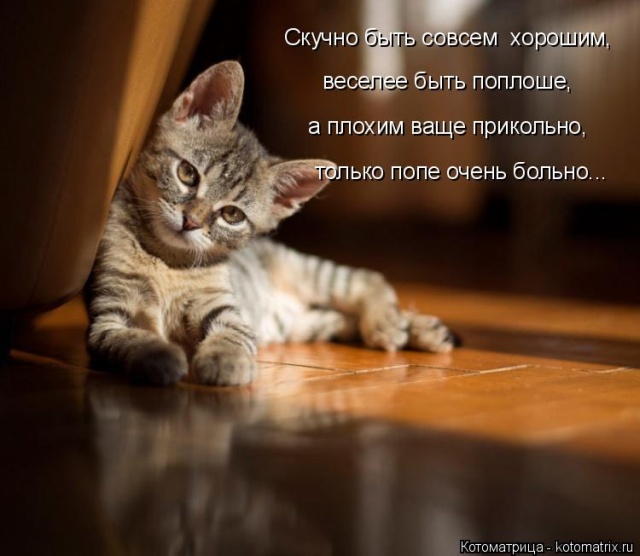 Лучшие котоматрицы недели