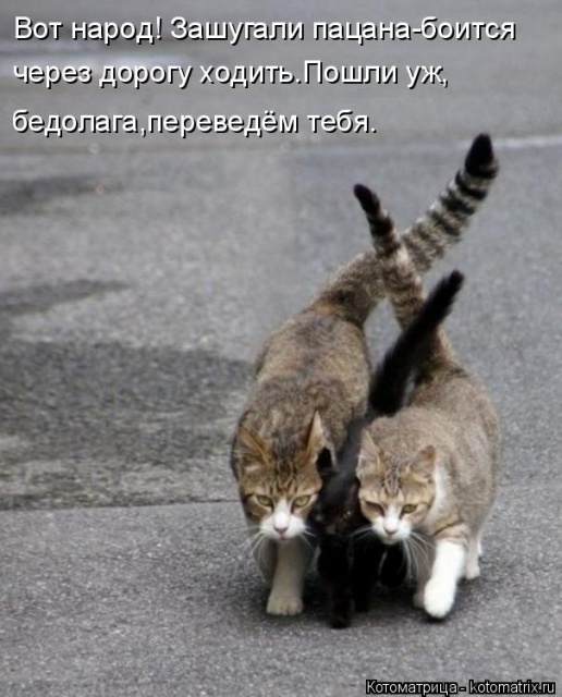 Лучшие котоматрицы недели