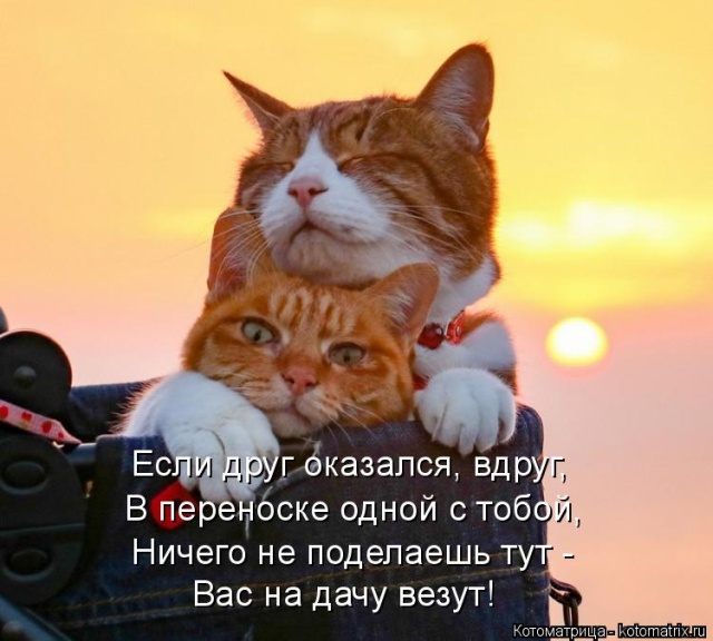 Лучшие котоматрицы недели