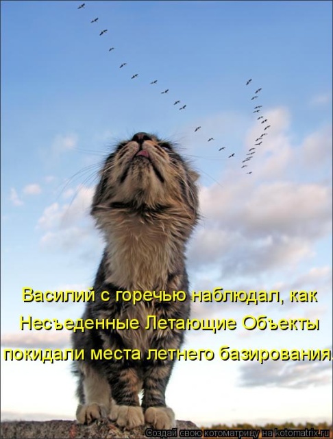 Лучшие котоматрицы недели