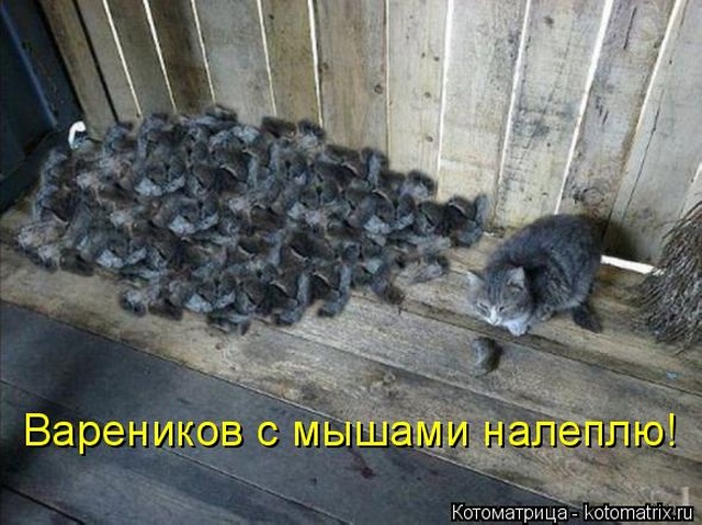Лучшие котоматрицы недели