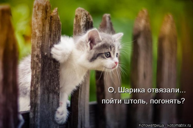 Лучшие котоматрицы недели