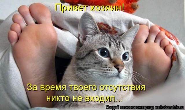 Лучшие котоматрицы недели