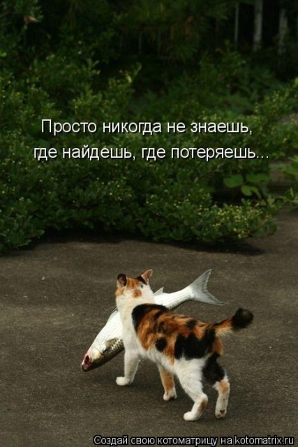 Лучшие котоматрицы недели