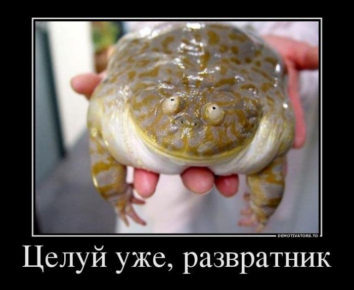 Демотиваторы (60 фото)