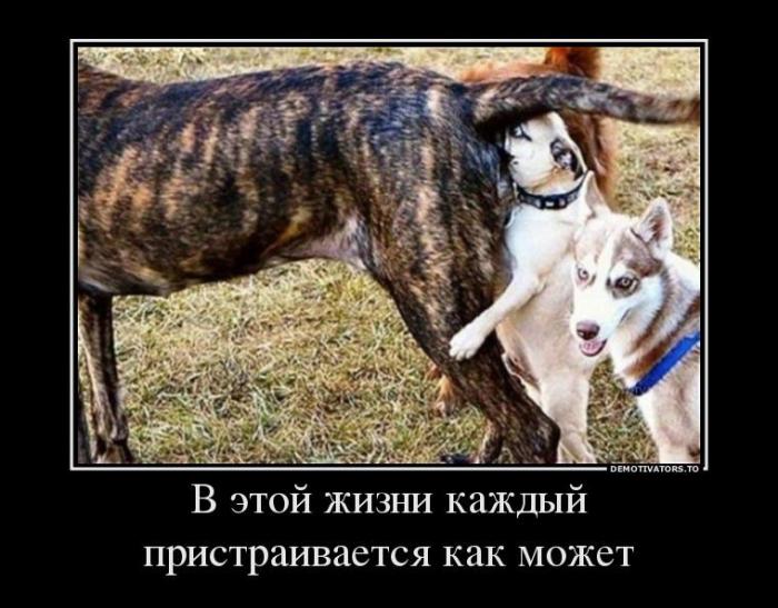 Демотиваторы (60 фото)