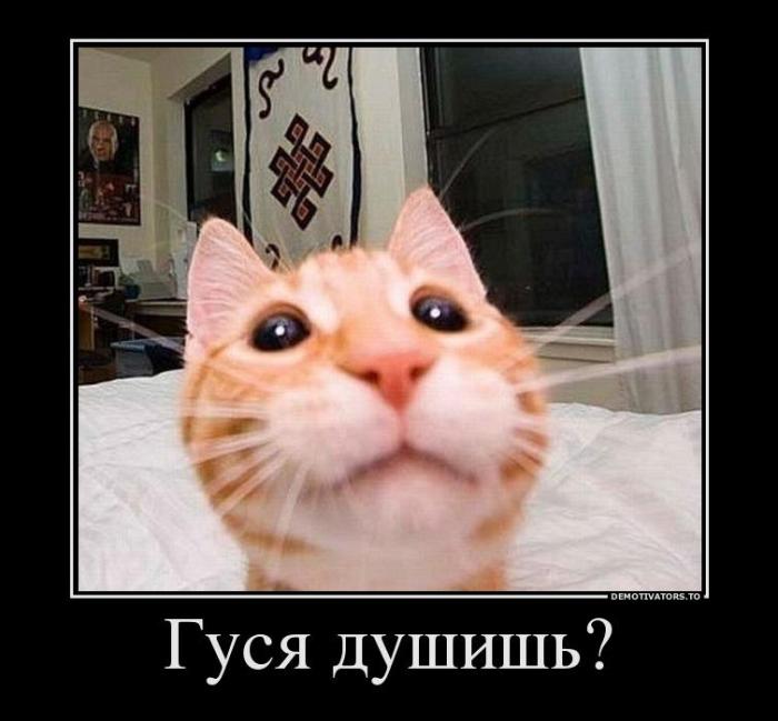 Демотиваторы (60 фото)