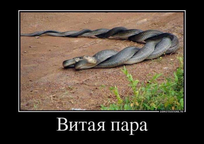 Демотиваторы (60 фото)