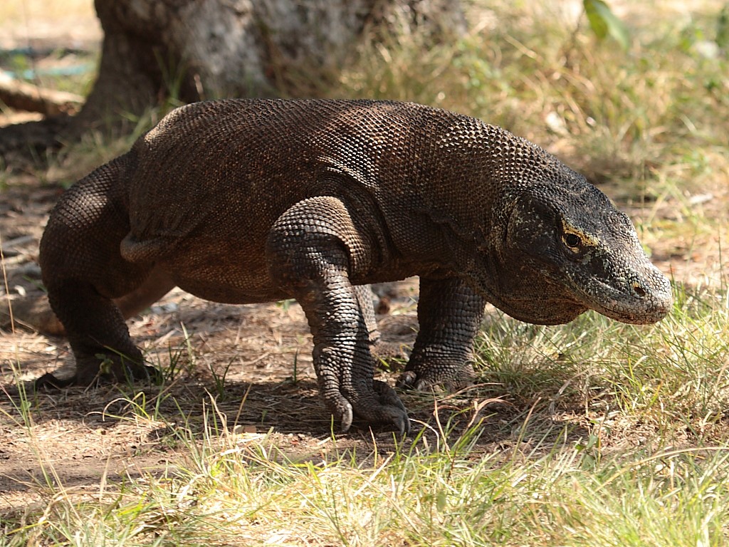 Комодский дракон
