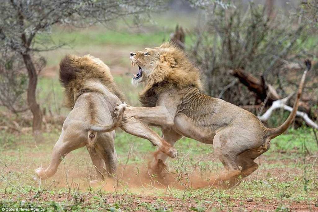 горилла и шимпанзе. леопард против бородавочника. львы спариваются. африканский бабуин. самки животных.