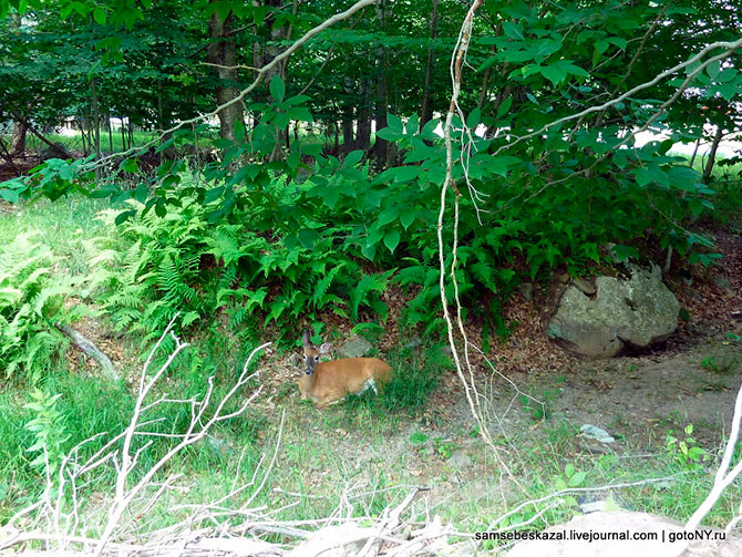 Что можно купить в США по цене однушки в Москве