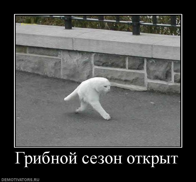 Демотиваторы (66 фото)