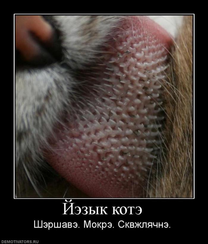 Демотиваторы (66 фото)