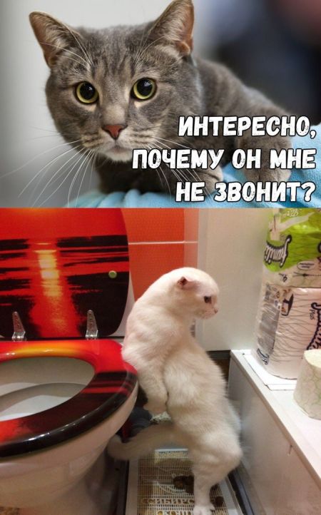 Прикольные картинки