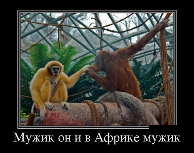 Демотиваторы