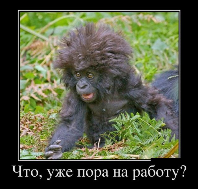 Демотиваторы