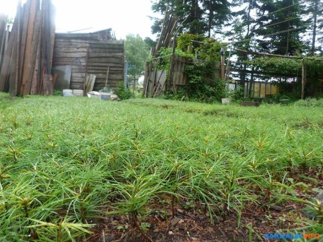 Иван Санжаров, мечтавший превратить Сахалин в остров кедров, вынужден уехать