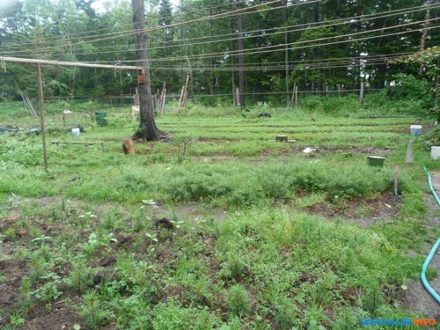 Иван Санжаров, мечтавший превратить Сахалин в остров кедров, вынужден уехать