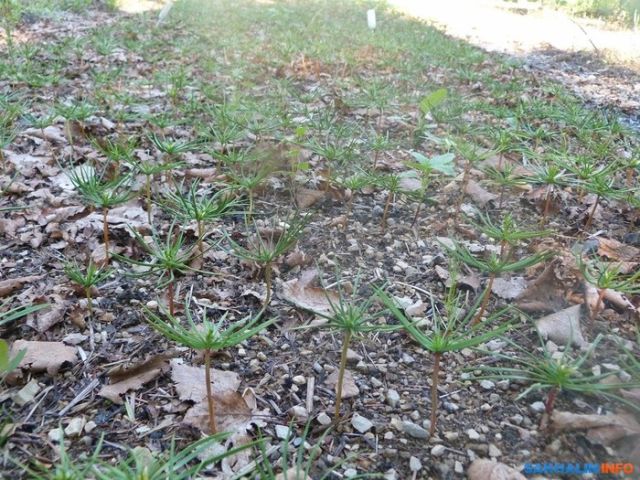 Иван Санжаров, мечтавший превратить Сахалин в остров кедров, вынужден уехать