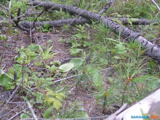 Иван Санжаров, мечтавший превратить Сахалин в остров кедров, вынужден уехать
