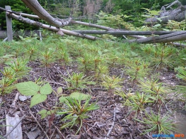 Иван Санжаров, мечтавший превратить Сахалин в остров кедров, вынужден уехать