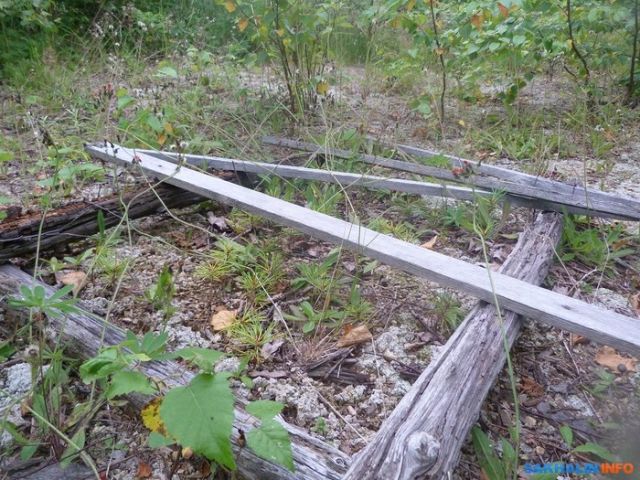 Иван Санжаров, мечтавший превратить Сахалин в остров кедров, вынужден уехать