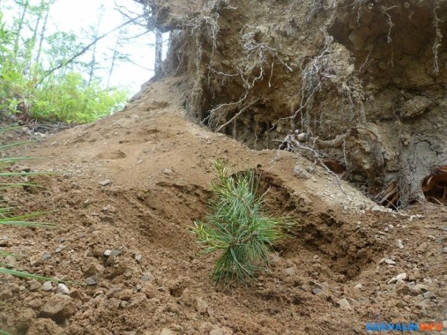 Иван Санжаров, мечтавший превратить Сахалин в остров кедров, вынужден уехать