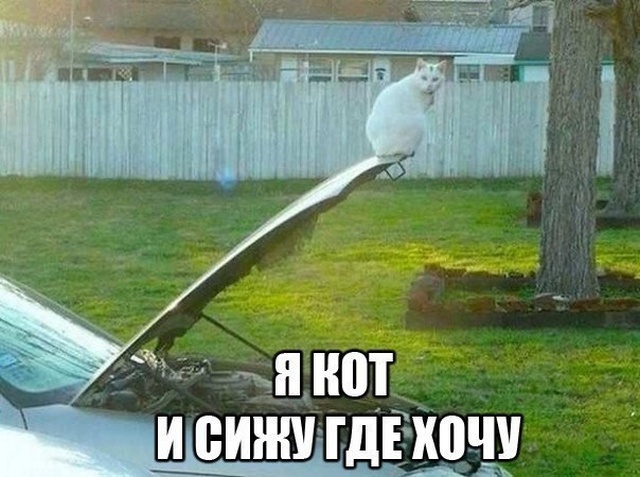 Прикольные картинки